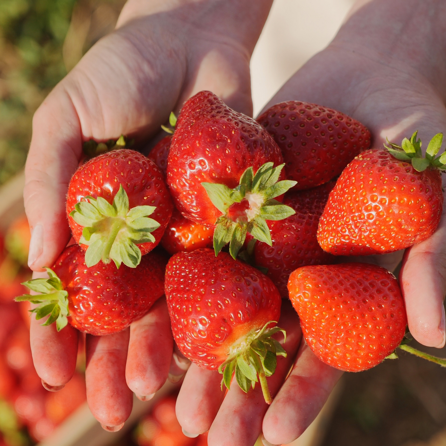 苺壱笑｜冷凍プレミアムいちご【業務用カスタム】（約10kg〜応相談）
スイーツ・ドリンク・ジェラート・ソースなど、多様な業態で使用可能な高品質素材。
