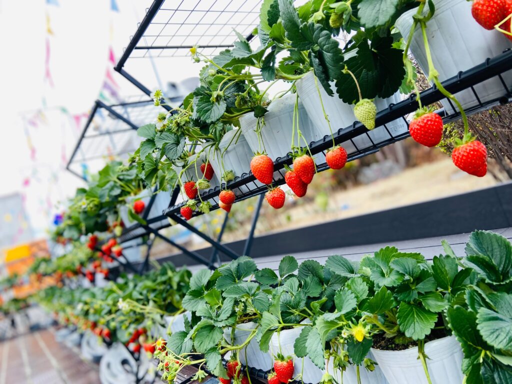 苺壱笑 出張ストロベリーフィールド（Strawberry Field Delivery）